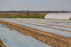 The Role of Fermented Foods in Promoting Gut Health