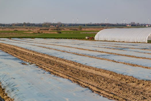 The Role of Fermented Foods in Promoting Gut Health