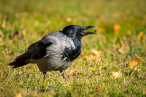 Exploring the Potential of Smart Food Waste Trackers